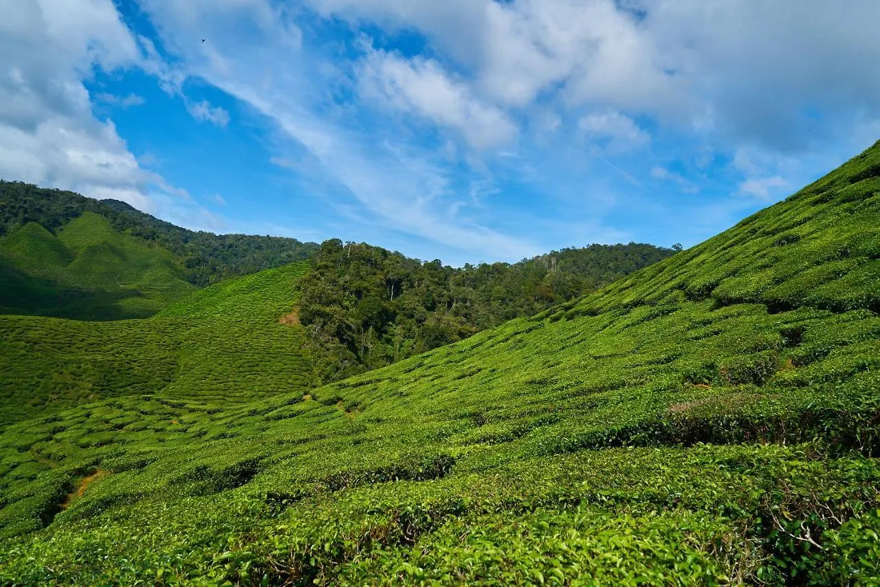 C7 Munnar Hotel 3*,